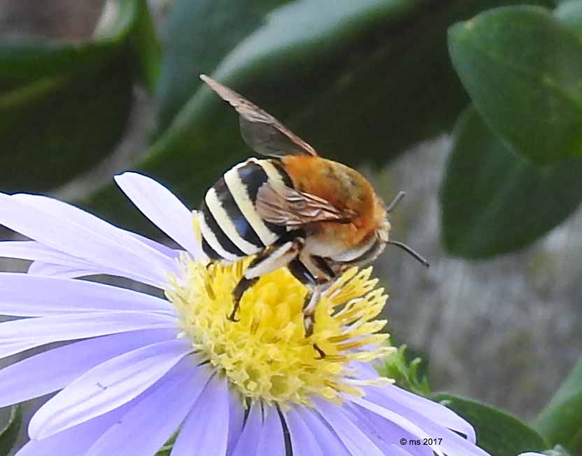 Apidae Anthophorinae: Amegilla cfr.  quadrifasciata, femmina